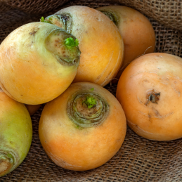 Navet Boule d'Or Botte Bio