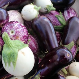 Aubergine Bio