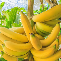 Banane Bio de Martinique
