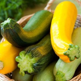 Courgette Bio