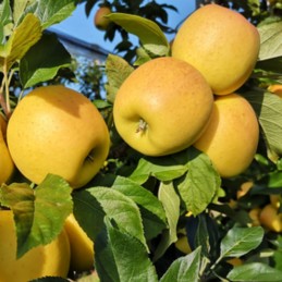 Pomme jaune Chanteclerc  Bio