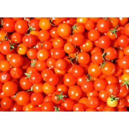 Tomate Cerise Rouge Bio