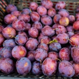 Prune Quetsche Bio