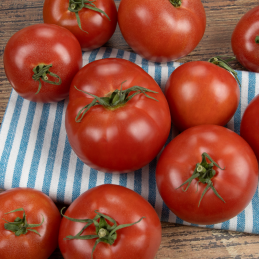 Tomate Ronde Bio