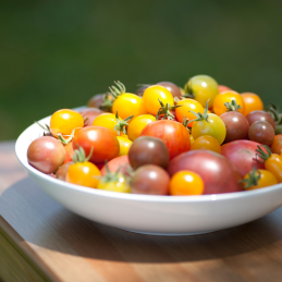 Tomate Cerise Colorée Bio