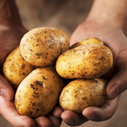Pomme de Terre Polyvalente Bio