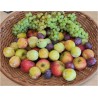* Panier Bio 100% Fruits (Entreprise) *