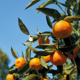 Mandarine Bio