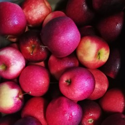 Pomme Rouge Coop Bio