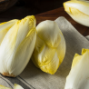 Endive Blanche Bio