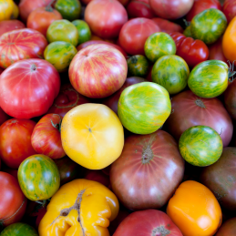Tomate Variété Ancienne Bio
