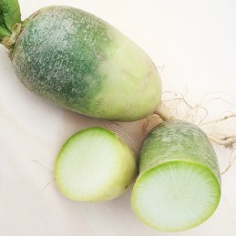 Radis Daikon blanc Bio