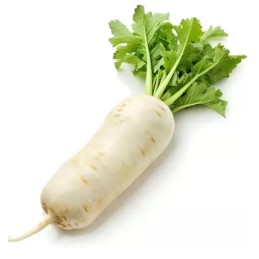Radis Daikon blanc Bio