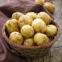 Pomme de Terre Nouvelle Bio