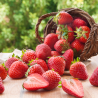 Fraises Gariguette Bio 250g