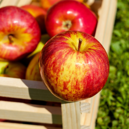 Pomme Rouge Fuji Bio