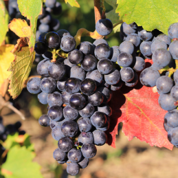 Raisin Noir Muscat Hambourg...