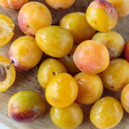 Prune Mirabelle Bio