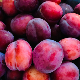 Prune Rouge Bio