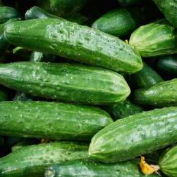 Concombre Picolino Bio