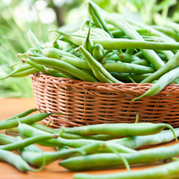 Haricot Vert Bio