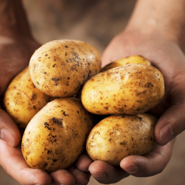 Pomme de Terre Ferme Bio