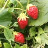 Fraises Bio 250g
