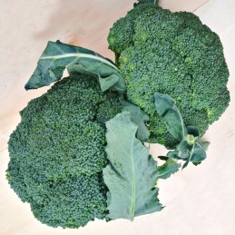 Chou Brocoli Bio