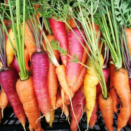 Carottes Colorées Botte Bio